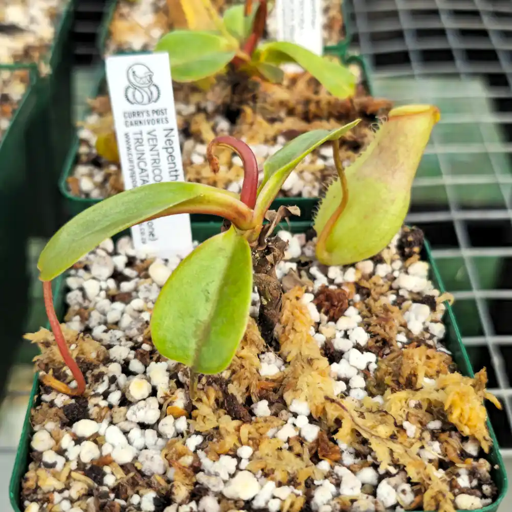 Nepenthes - Ventricosa x Truncata