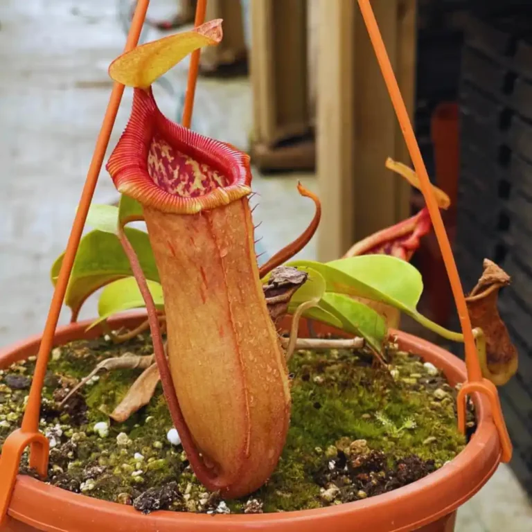 Ventricosa x Truncata