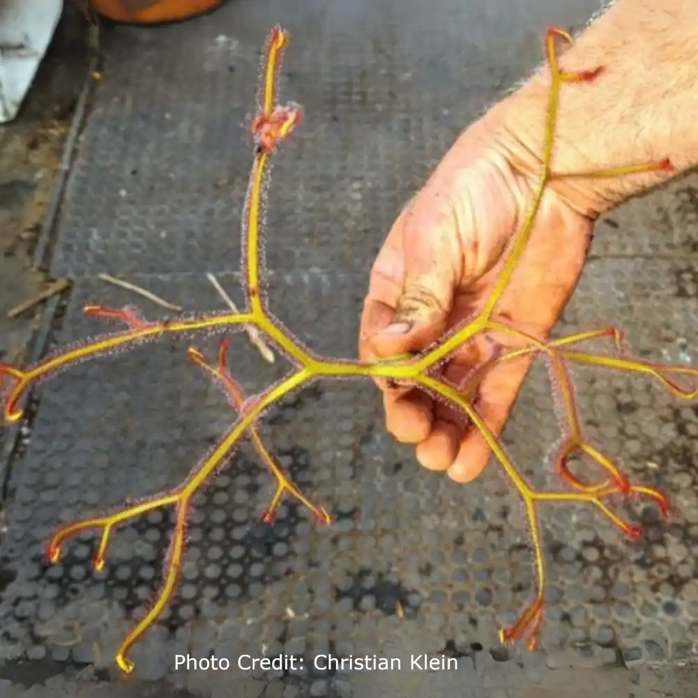 Drosera Binata Octopus