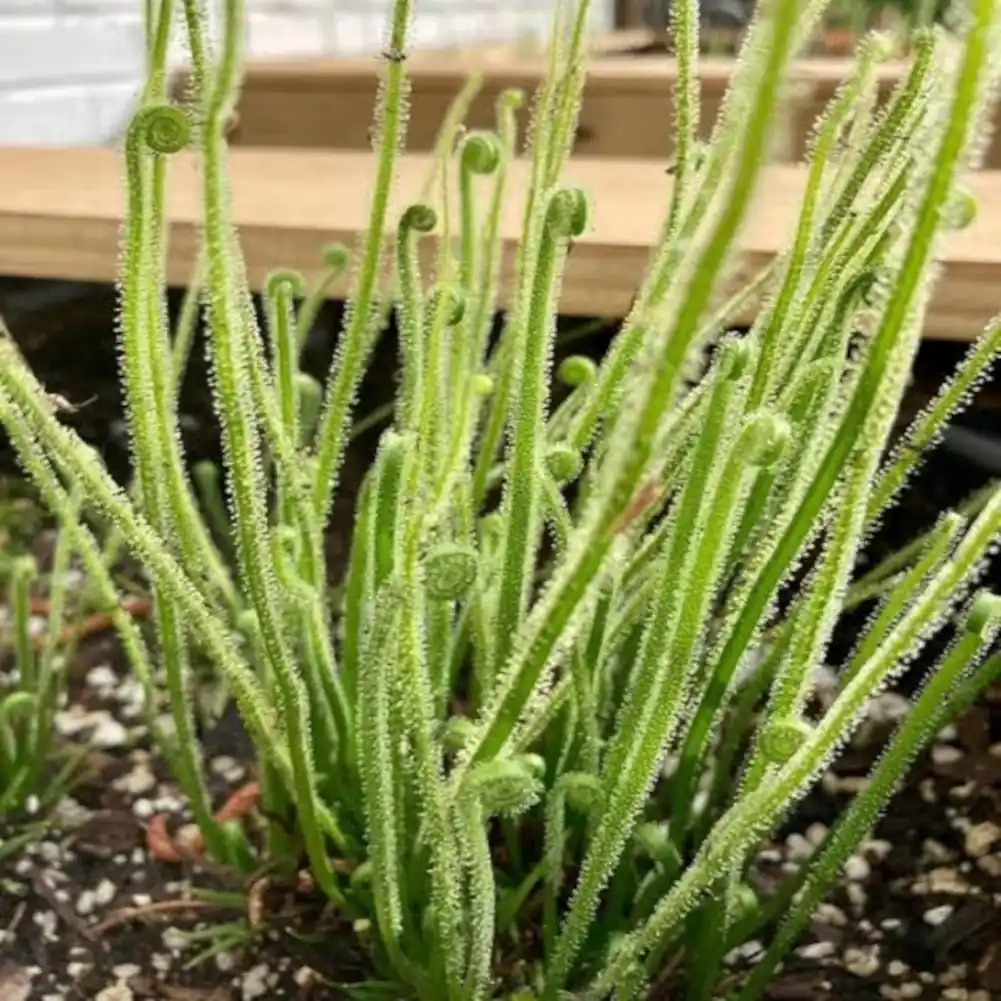 Filiformis Tracyii