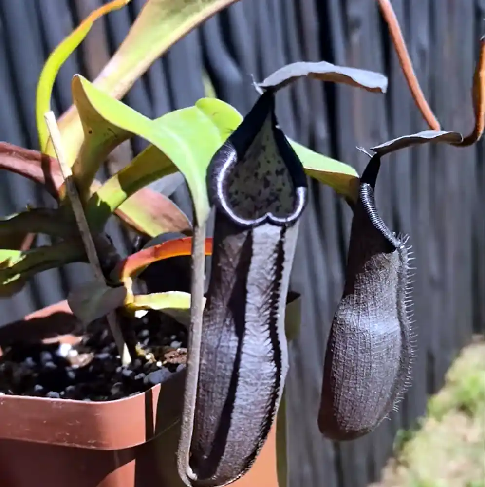 Nepenthes Maxima x Ramispina
