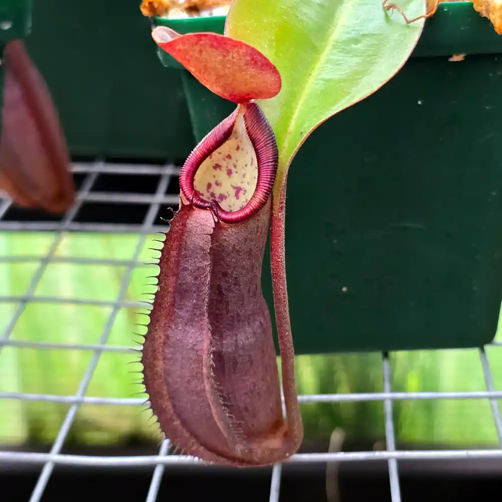 Nepenthes Maxima x Ramispina