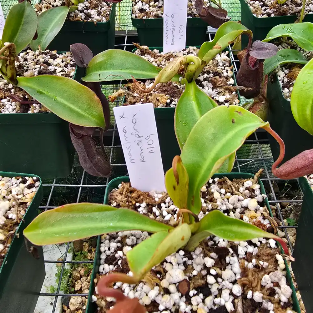 Nepenthes Maxima x Ramispina