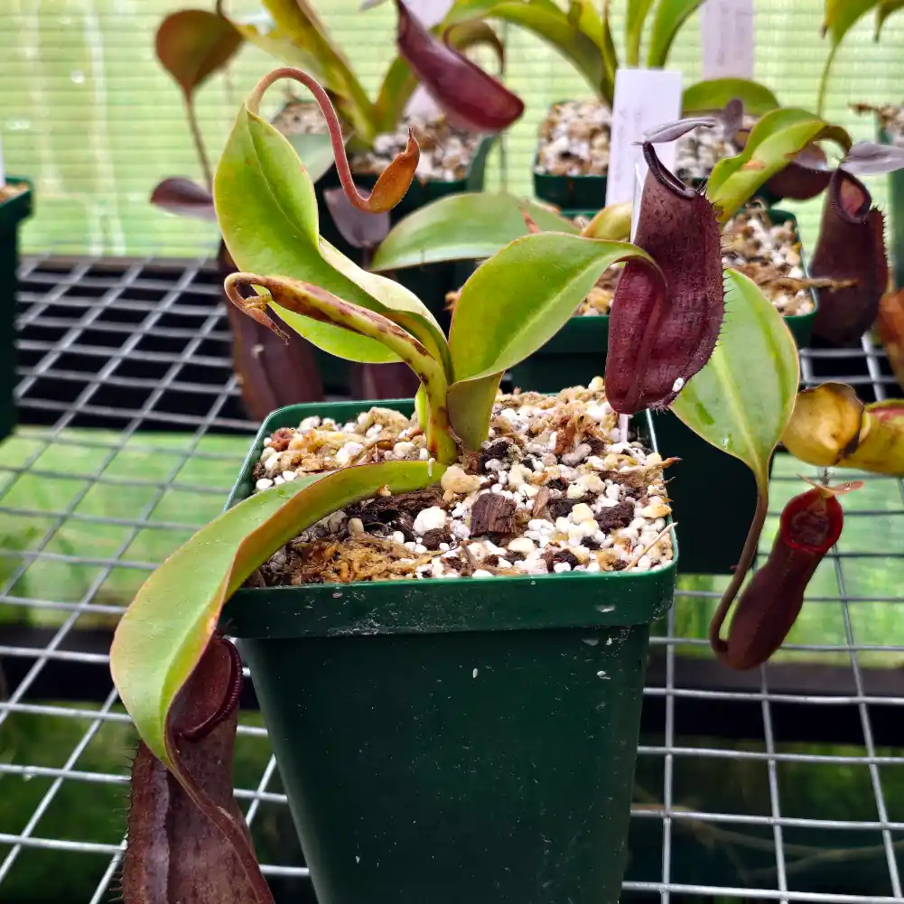 Nepenthes Maxima x Ramispina - Image 5