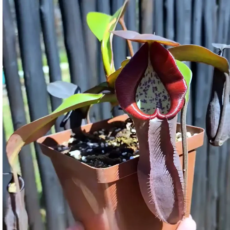 Nepenthes Maxima x Ramispina