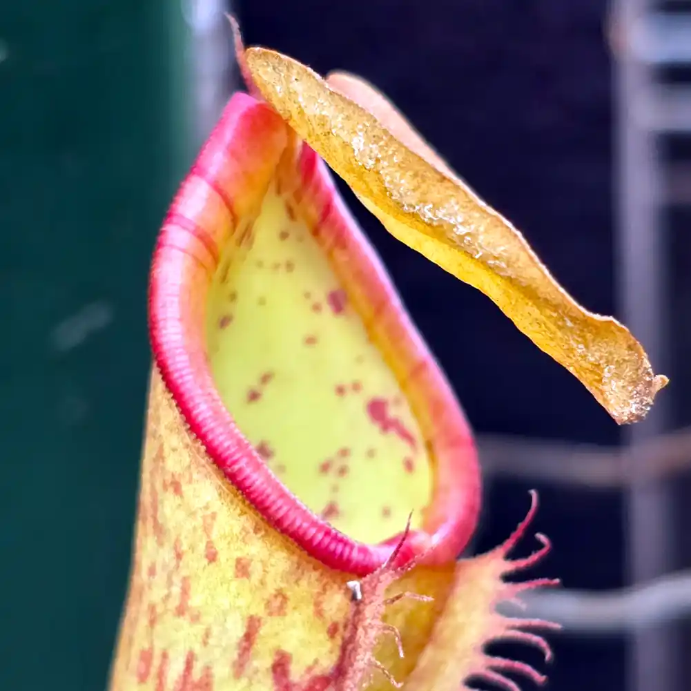 Nepenthes Rokko x Veitchii