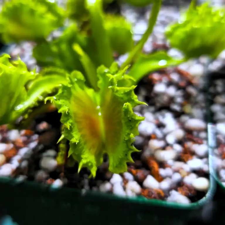 VFT Chinese Dumpling