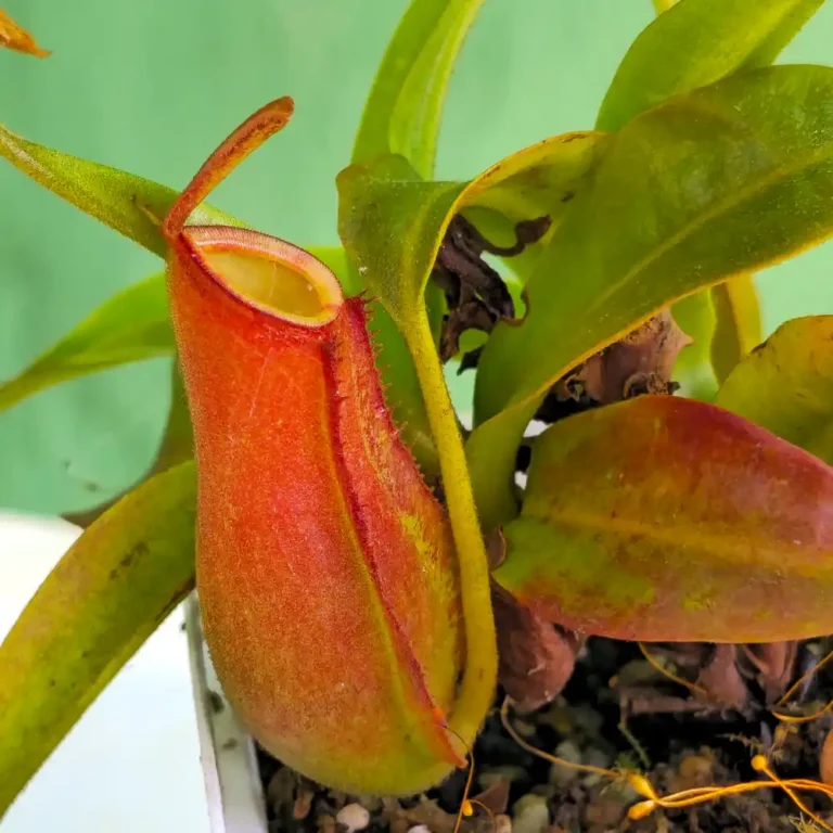 N. Ampullaria × Reinwardtiana