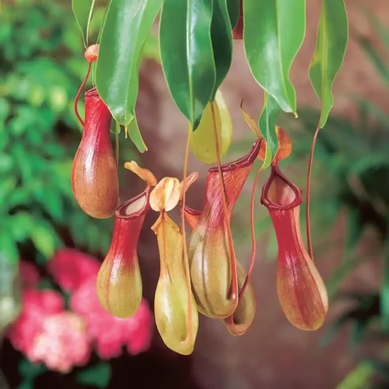 Nepenthes Alata