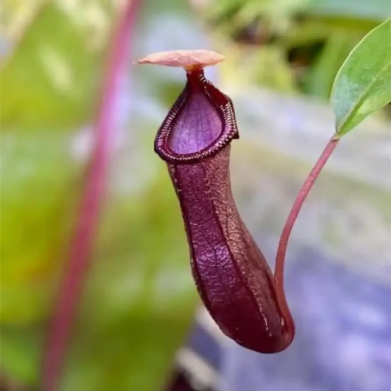 Nepenthes Singalana x Ventricosa