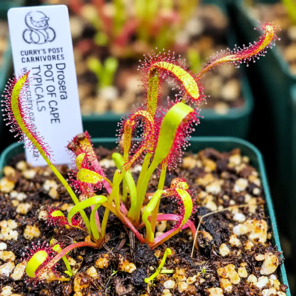 Cape Sundew Typical