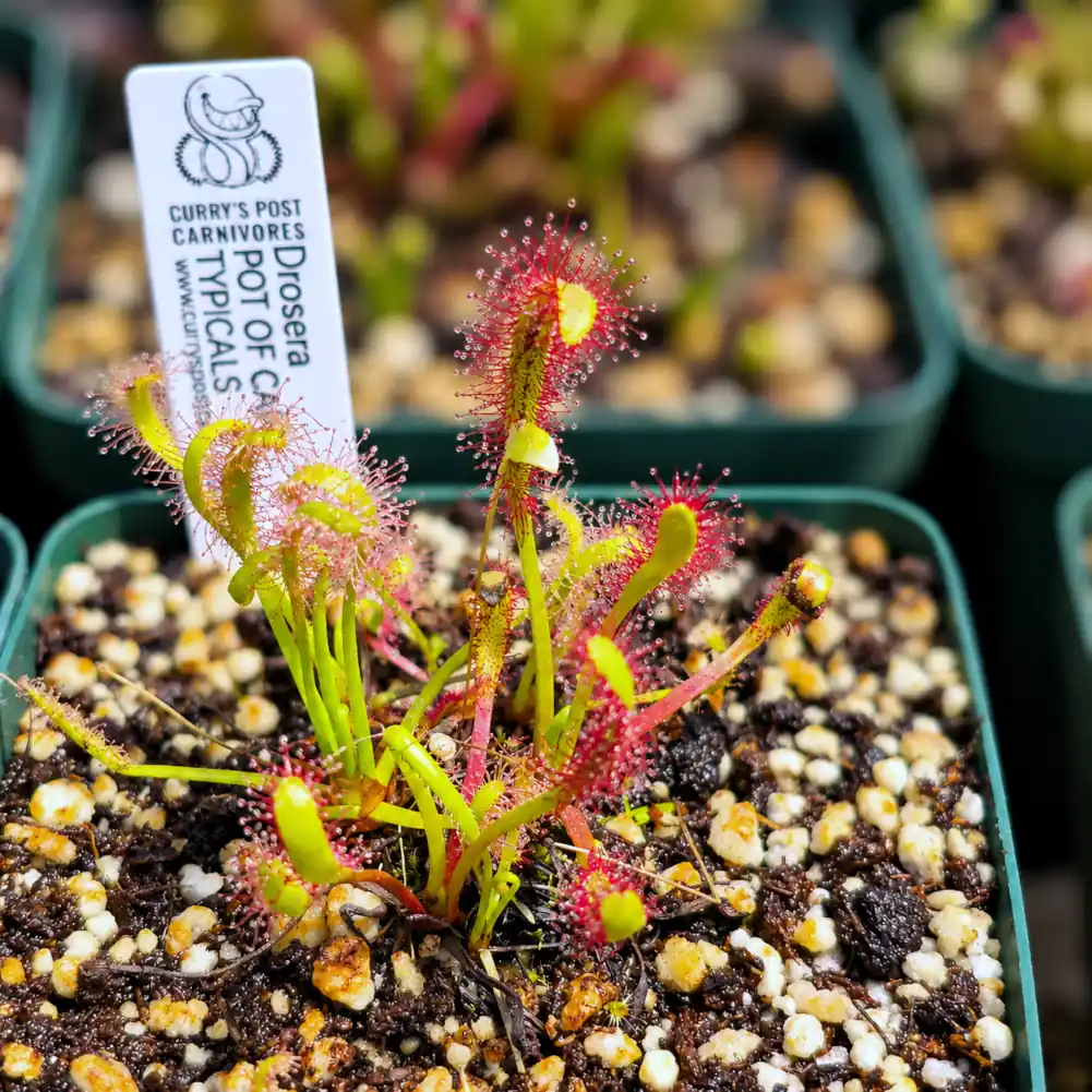 Cape Sundew Typical