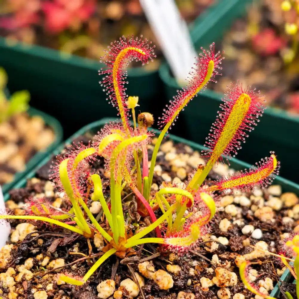 Cape Sundew Typical