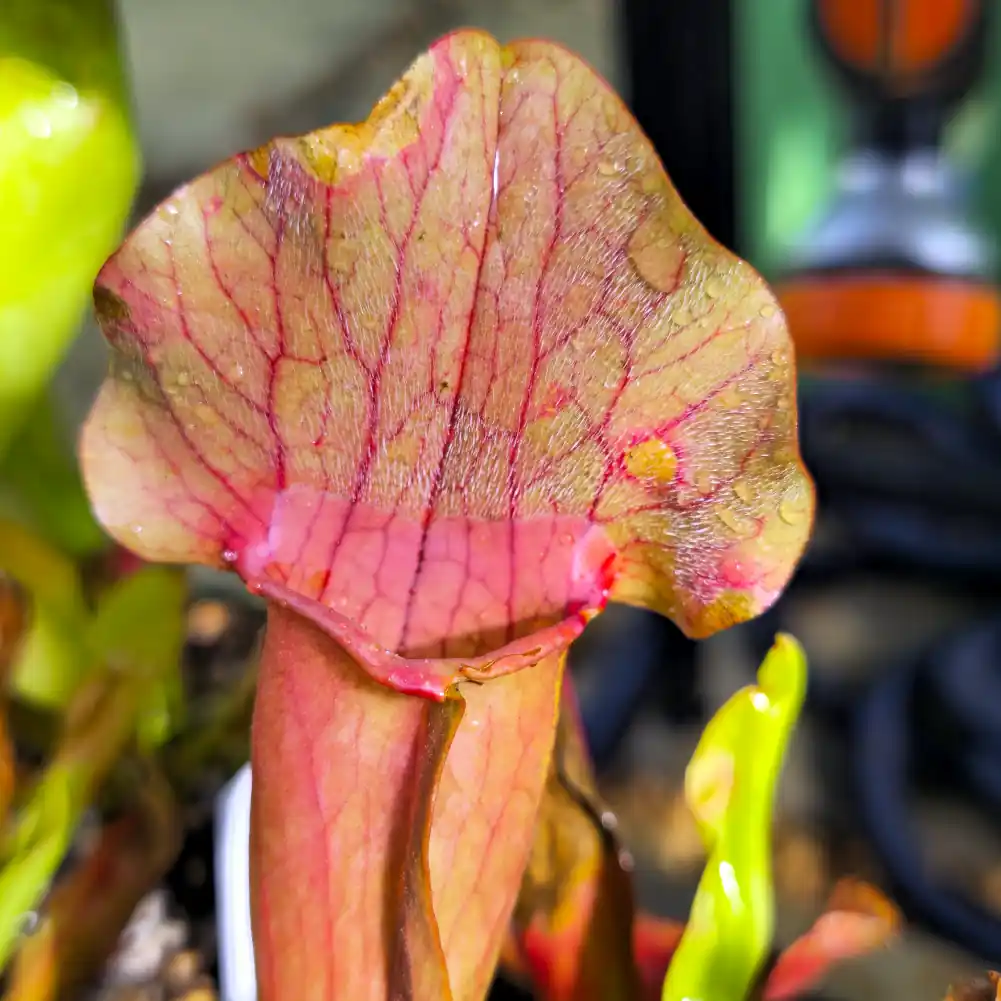 Sarracenia Barbapapa Red