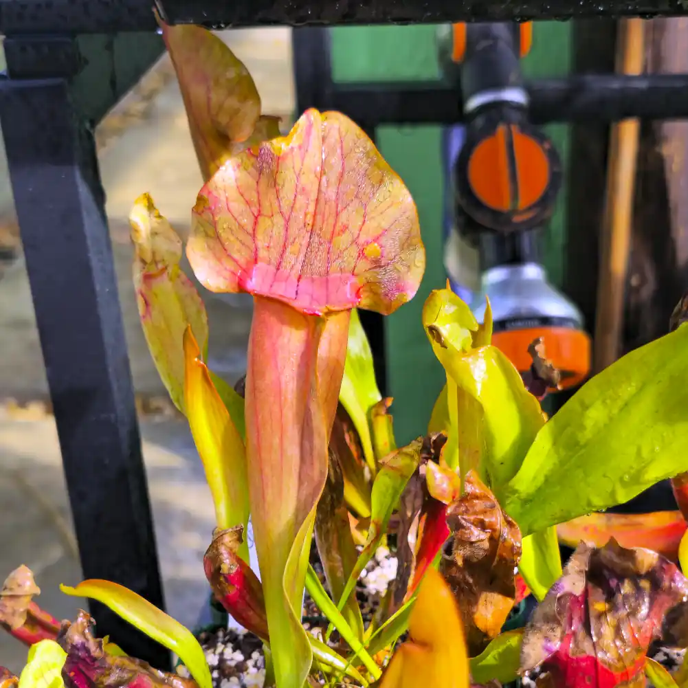Sarracenia Barbapapa Red