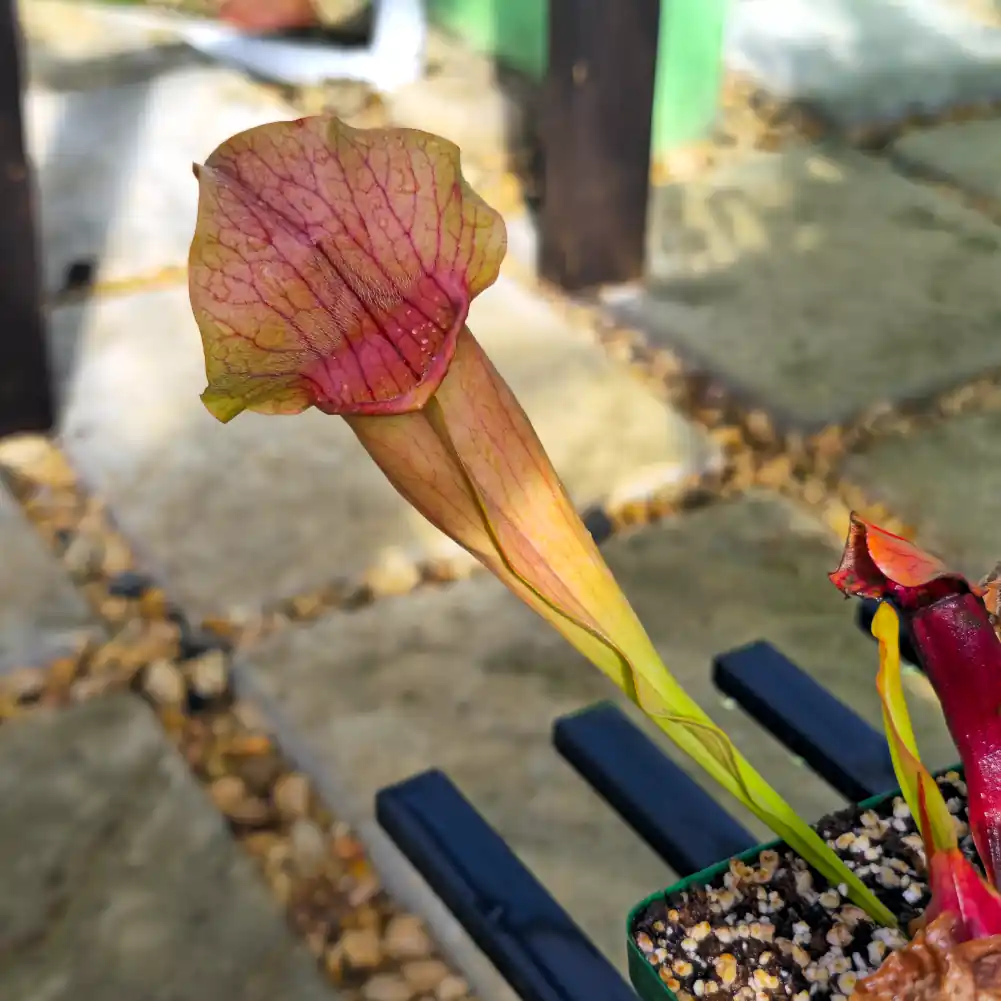 Sarracenia Barbapapa Red