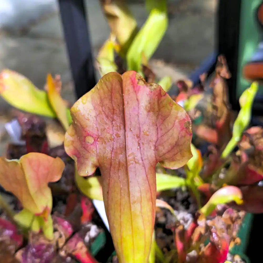 Sarracenia Barbapapa Red