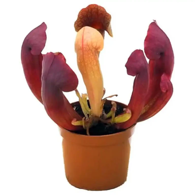 Sarracenia Barbapapa Red