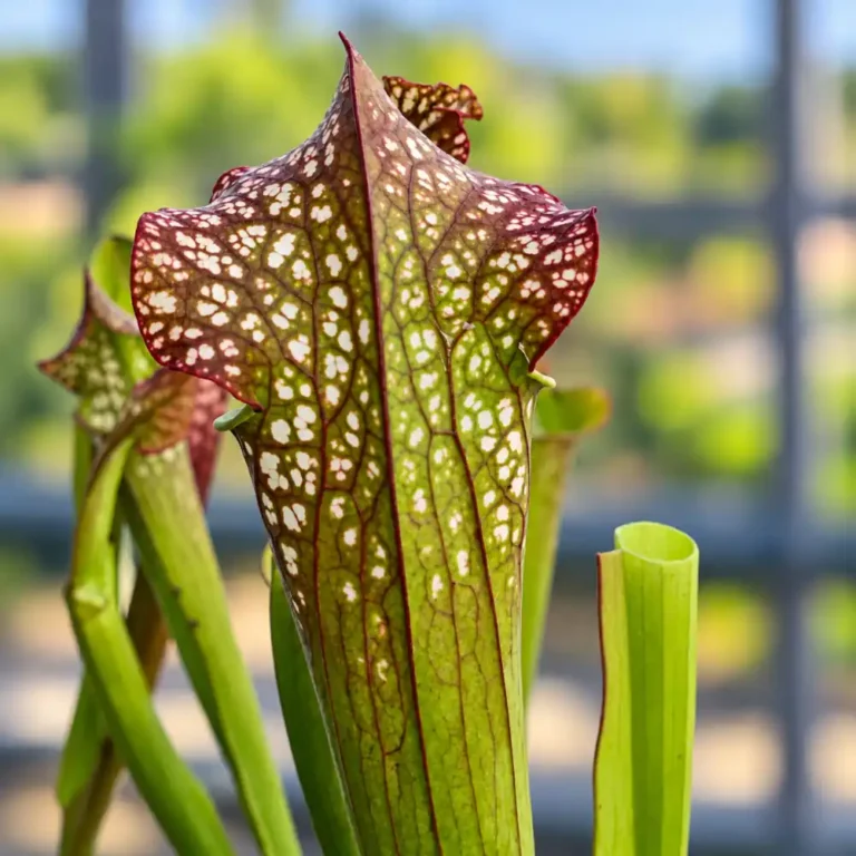 Sarracenia Farnhamii