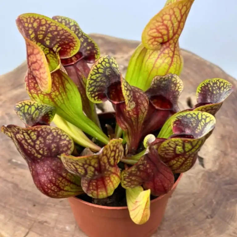 Sarracenia Hans