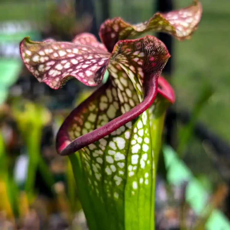 Sarracenia Hot Lips
