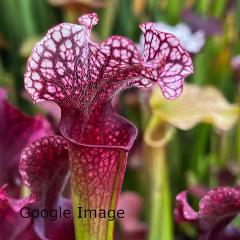 Sarracenia Judith Hindle