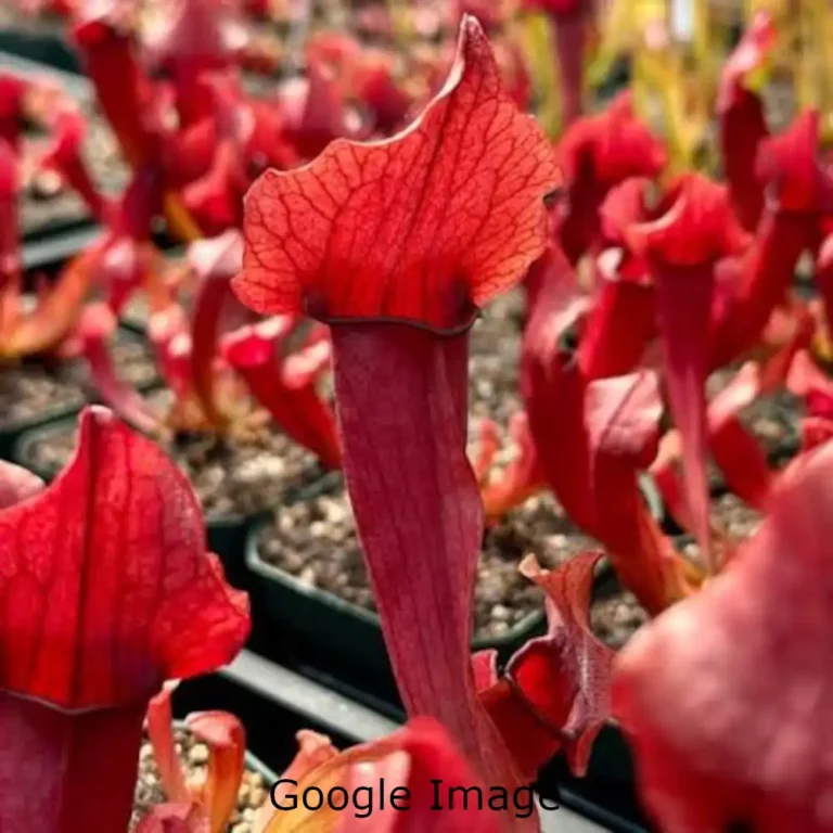 Sarracenia Maroon