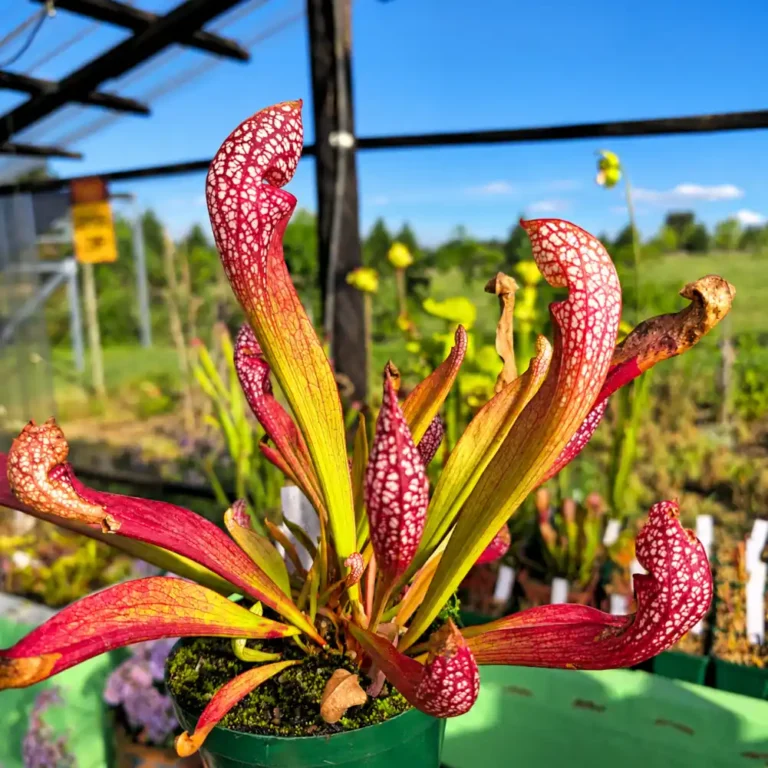 Sarracenia Scarlette Belle