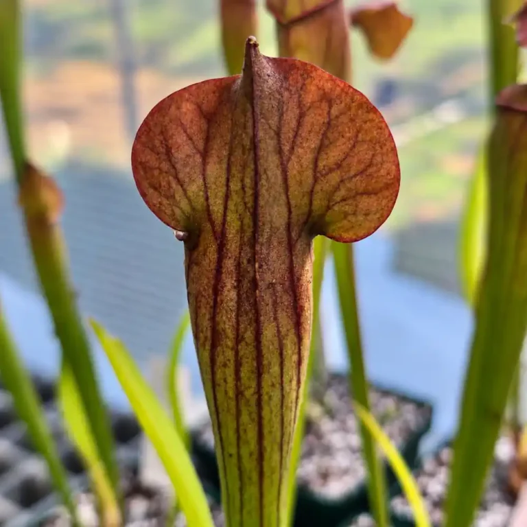 Sarracenia Tess