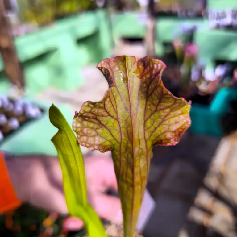 Sarracenia Velvet
