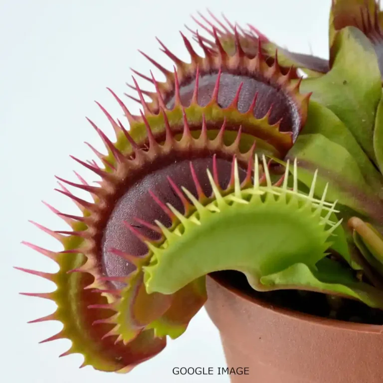 VFT Bimbo