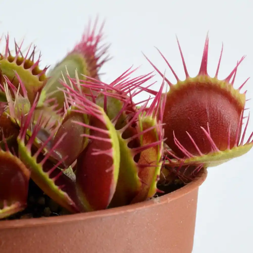 VFT Cross Teeth
